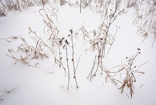 WinterGrasses