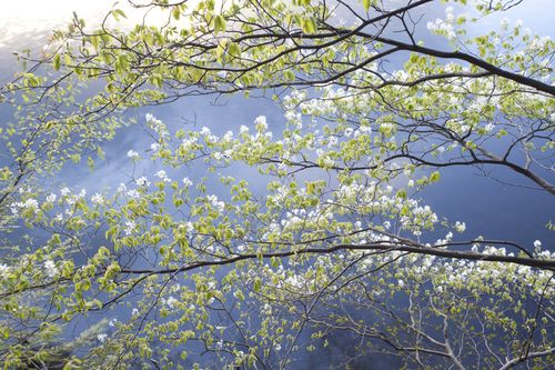 TreeBloom