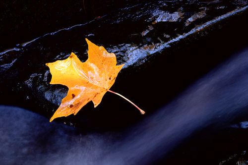029 Leaf, Mossy Brook