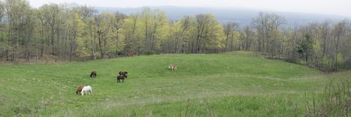 Horses