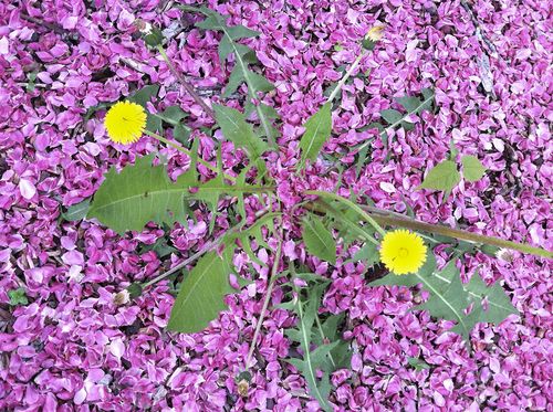 DandelionApplePetals