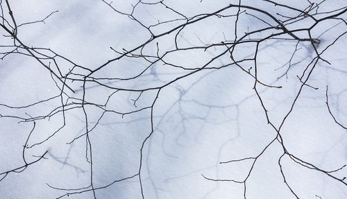 TwigShadows