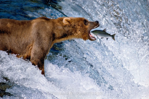 Mangelsen Bear & Salmon