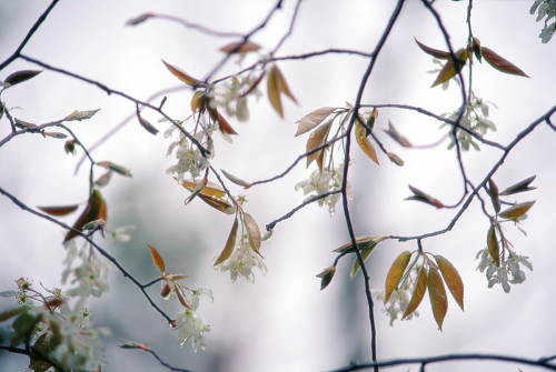056 Spring Buds