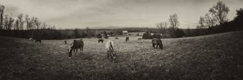 Horses