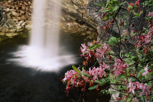 398 Azalea & Falls