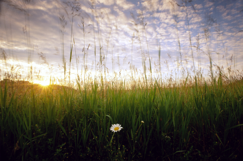 150 Daisy Sunrise